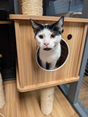 Taekwondo, Young Male Domestic Short Hair