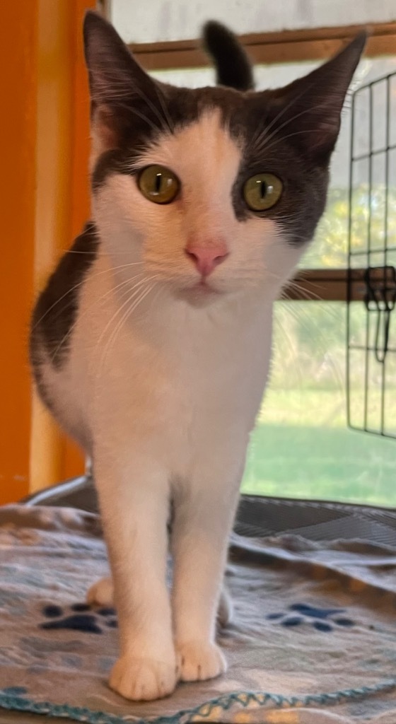 BANDIT 2, an adoptable Domestic Short Hair in Marianna, FL, 32447 | Photo Image 1