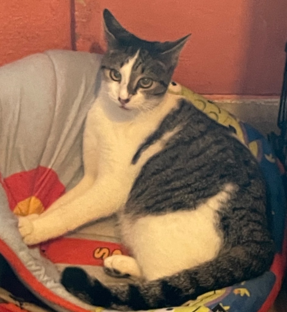OLIVE, an adoptable Domestic Short Hair in Marianna, FL, 32447 | Photo Image 1
