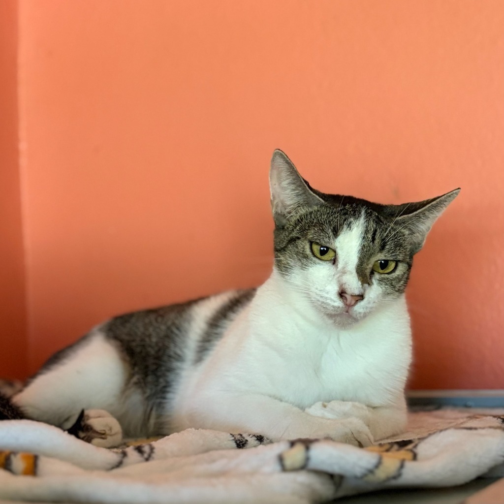 OLIVE, an adoptable Domestic Short Hair in Marianna, FL, 32447 | Photo Image 1