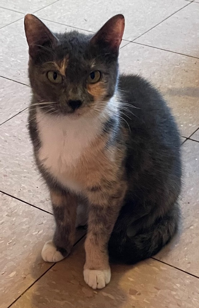CARLA, an adoptable Domestic Short Hair in Marianna, FL, 32447 | Photo Image 1