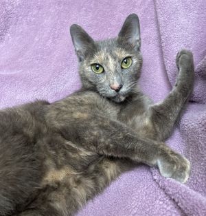 Bluebell, Adult Female Domestic Short Hair