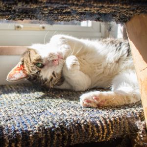 Chester, Adult Male Domestic Short Hair