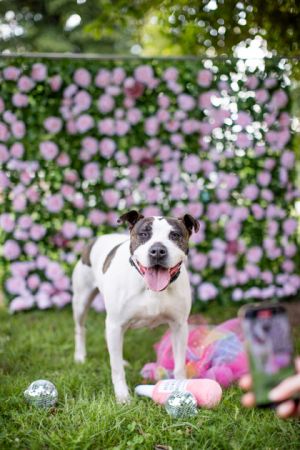 Belmira, Adult Female Mixed Breed