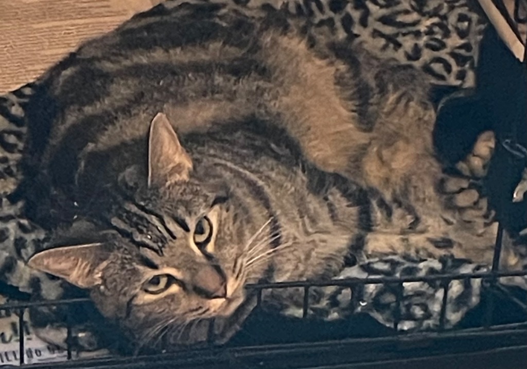 NIKO, an adoptable Domestic Short Hair in Marianna, FL, 32447 | Photo Image 1