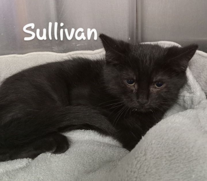 Gilbert & Sullivan 5