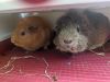 Alvin and Theodore photo 1