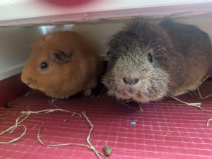 Alvin and Theodore, Adult Male unknown