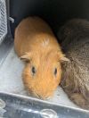 Alvin and Theodore photo 2