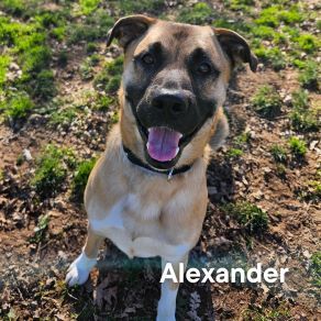 Alexander