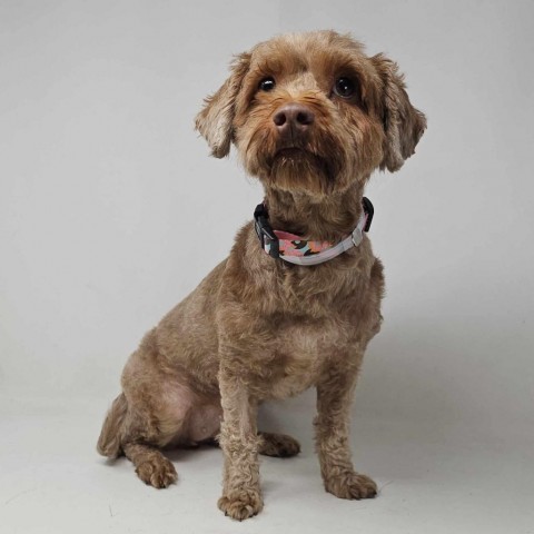 FOSTER NEEDED - Mariah Carey, an adoptable Cockapoo in Staten Island, NY, 10302 | Photo Image 1