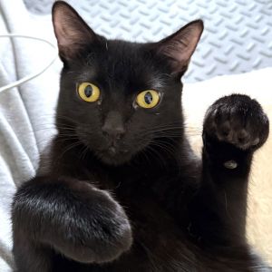 Celeste, Young Female Domestic Short Hair