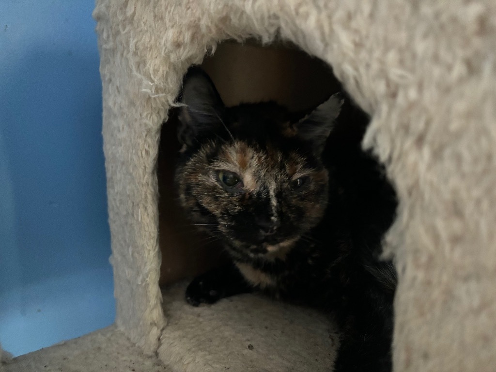 Polly, an adoptable Domestic Short Hair in Gorham, ME, 04038 | Photo Image 1