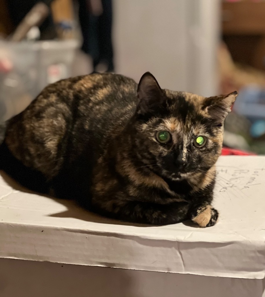 Polly
