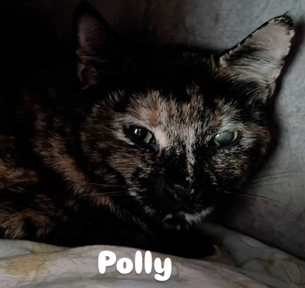 Polly