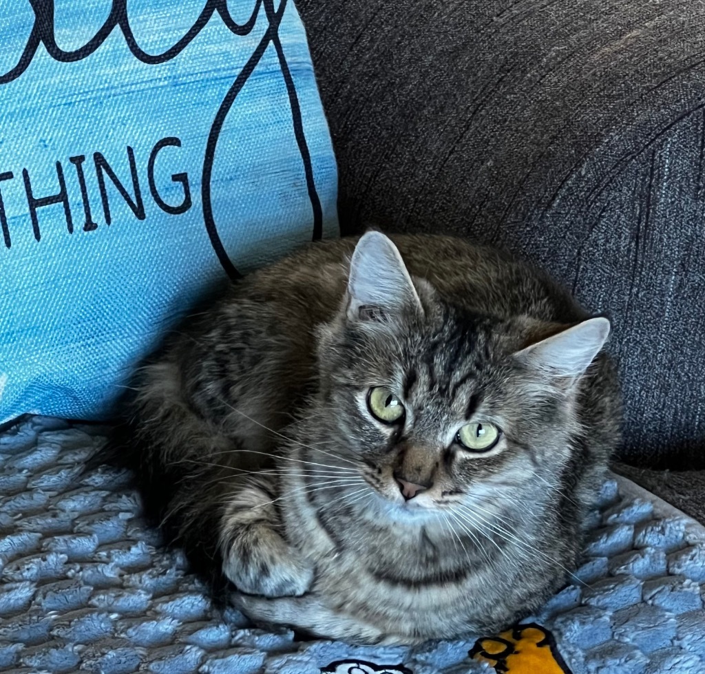 Emma Rose, an adoptable Domestic Long Hair in Gorham, ME, 04038 | Photo Image 1