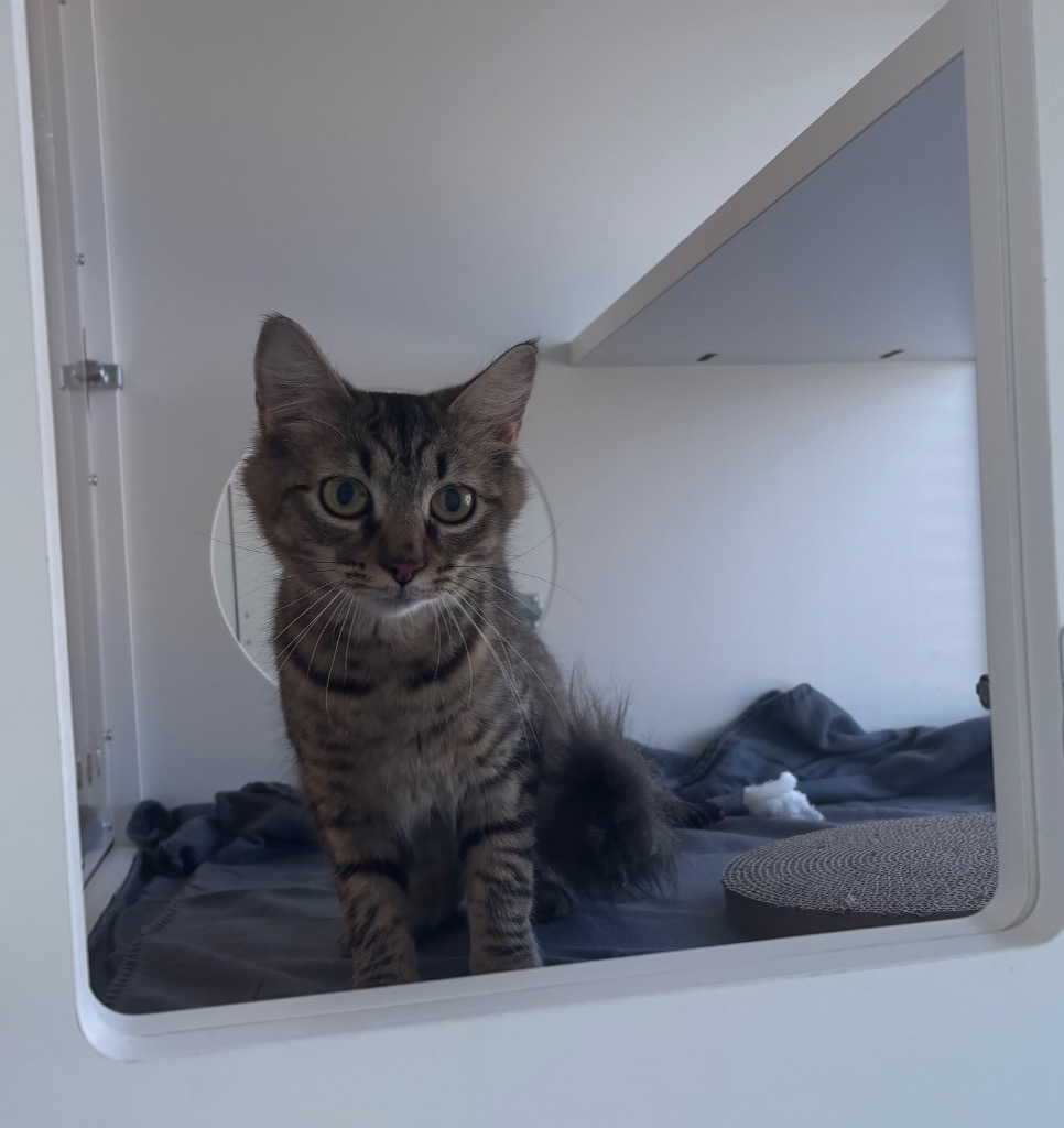 Emma Rose, an adoptable Domestic Long Hair in Gorham, ME, 04038 | Photo Image 2
