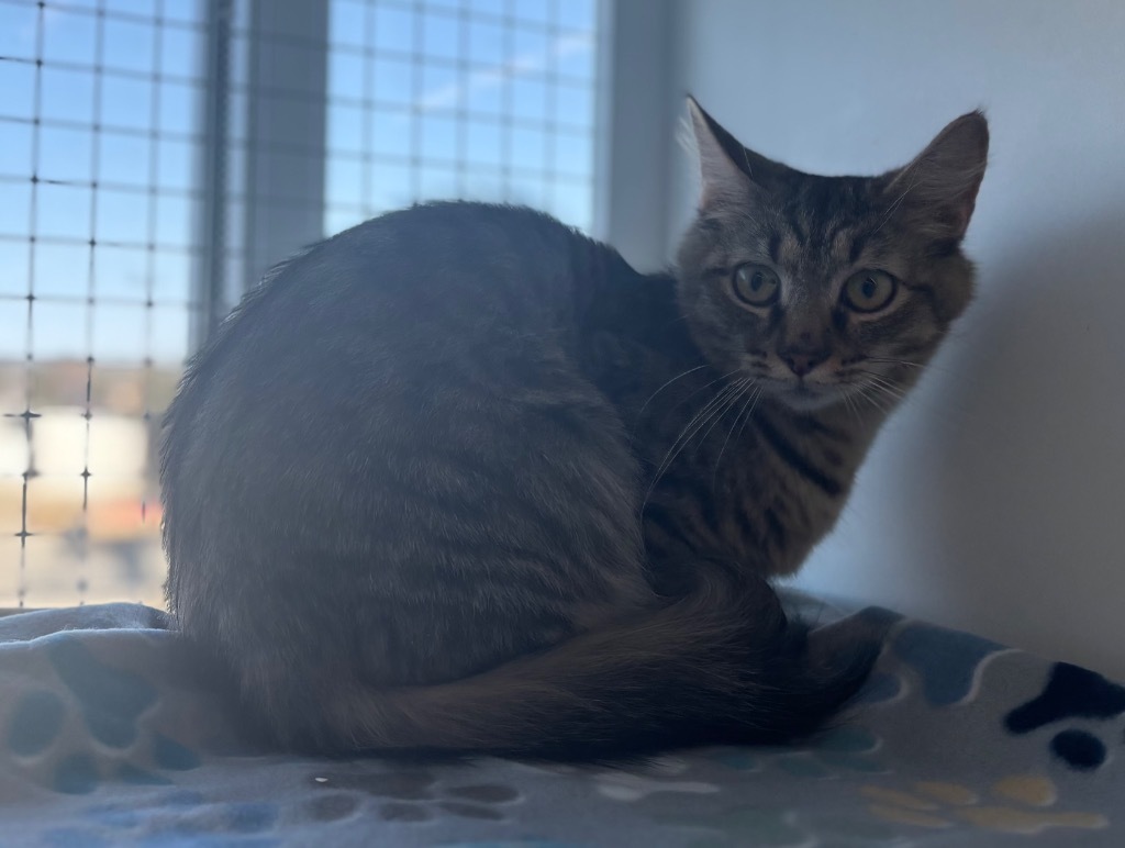 Emma Rose, an adoptable Domestic Long Hair in Gorham, ME, 04038 | Photo Image 4