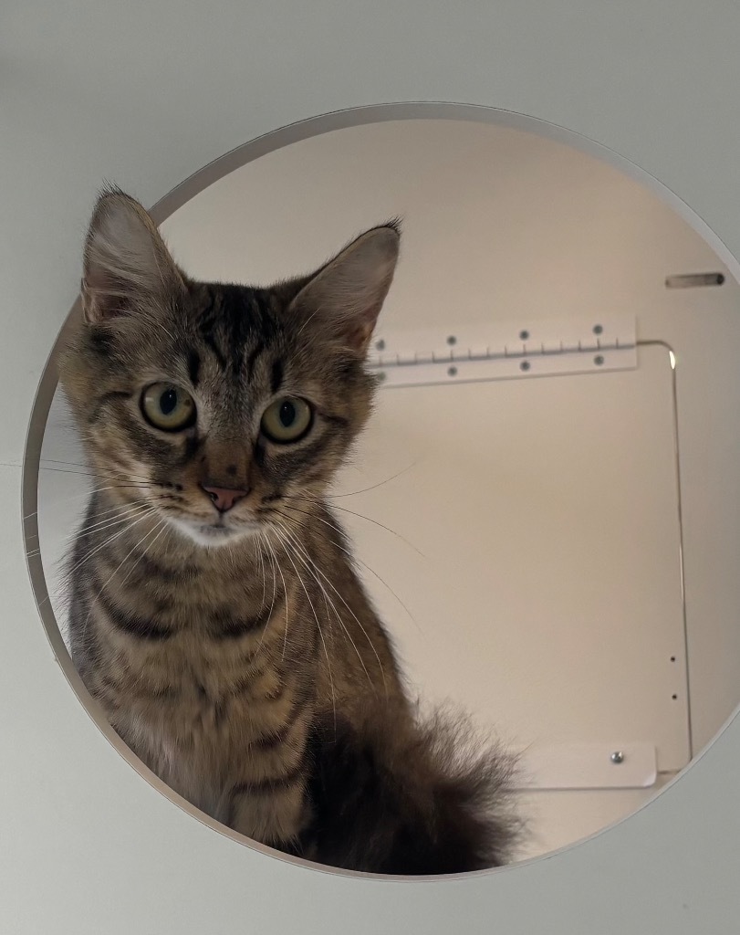 Emma Rose, an adoptable Domestic Long Hair in Gorham, ME, 04038 | Photo Image 5