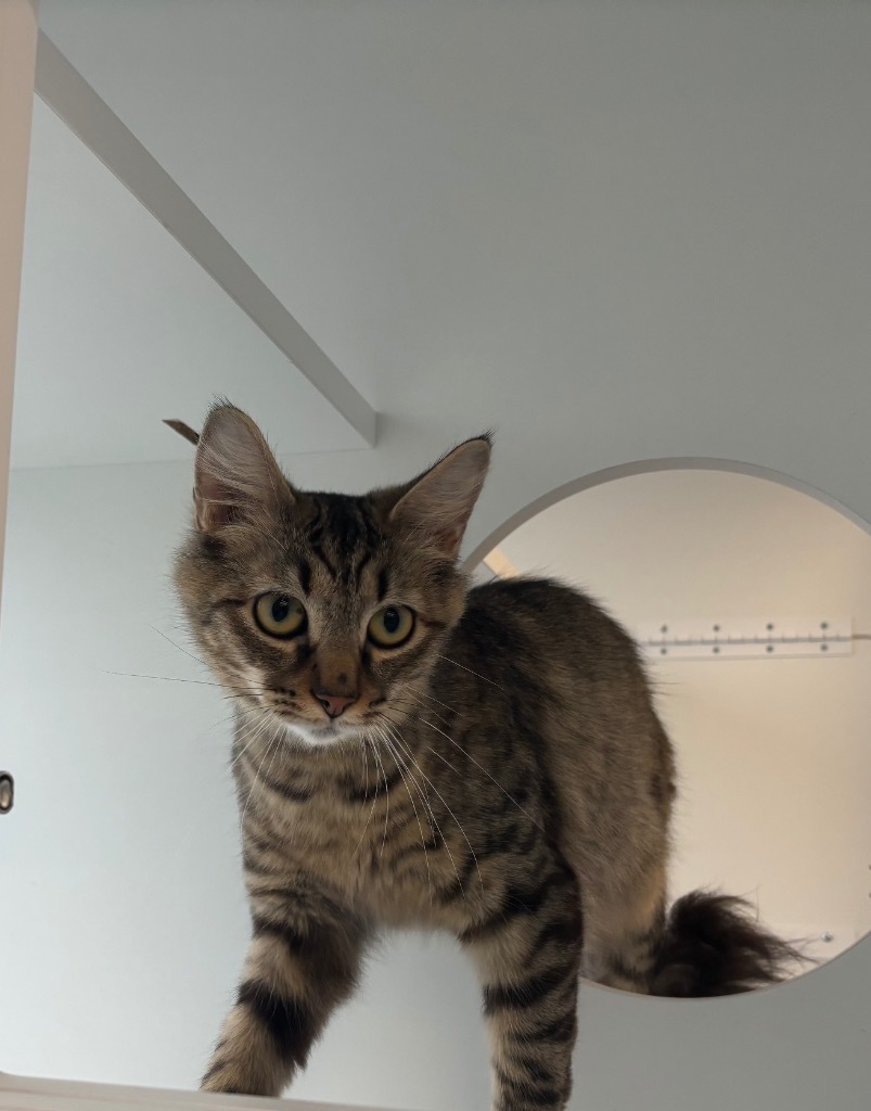 Emma Rose, an adoptable Domestic Long Hair in Gorham, ME, 04038 | Photo Image 6