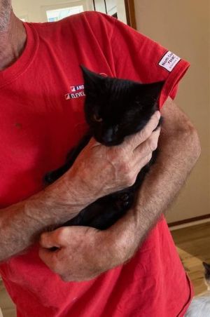 Amaya bonded with Belle, Young Female Domestic Short Hair