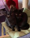 Amaya bonded with Belle photo 2