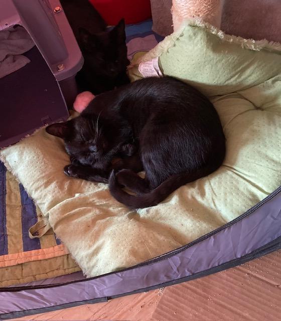 Amaya bonded with Belle