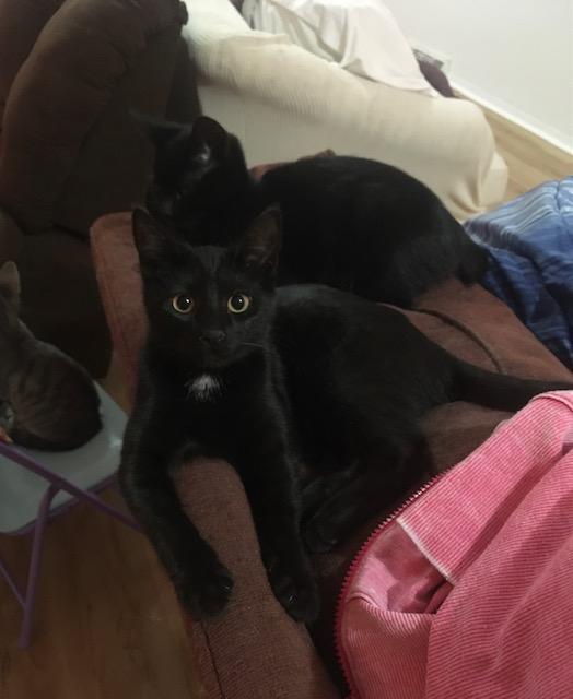 Belle bonded with Amaya