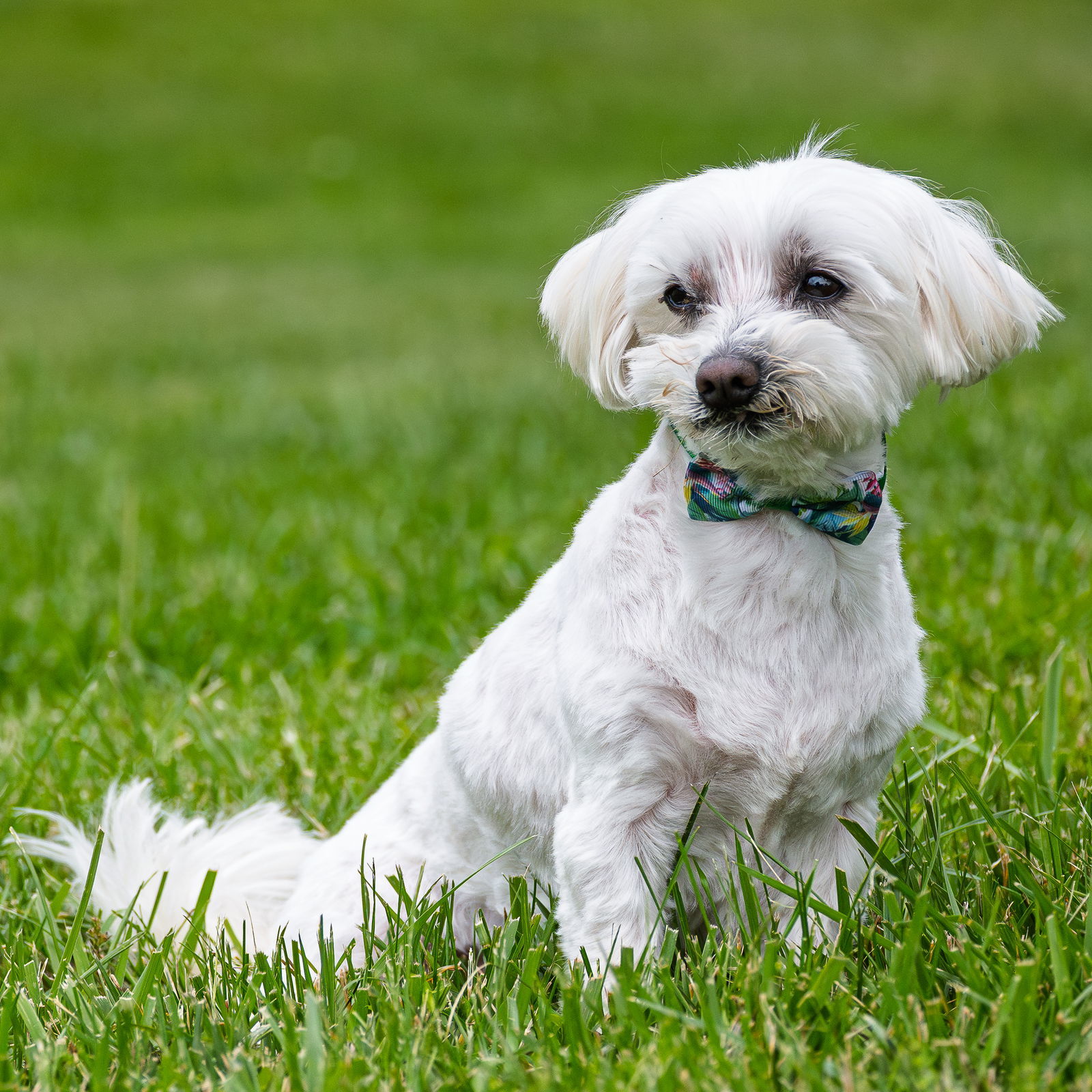 Charlie, an adoptable Maltese in Arlington, VA, 22204 | Photo Image 1