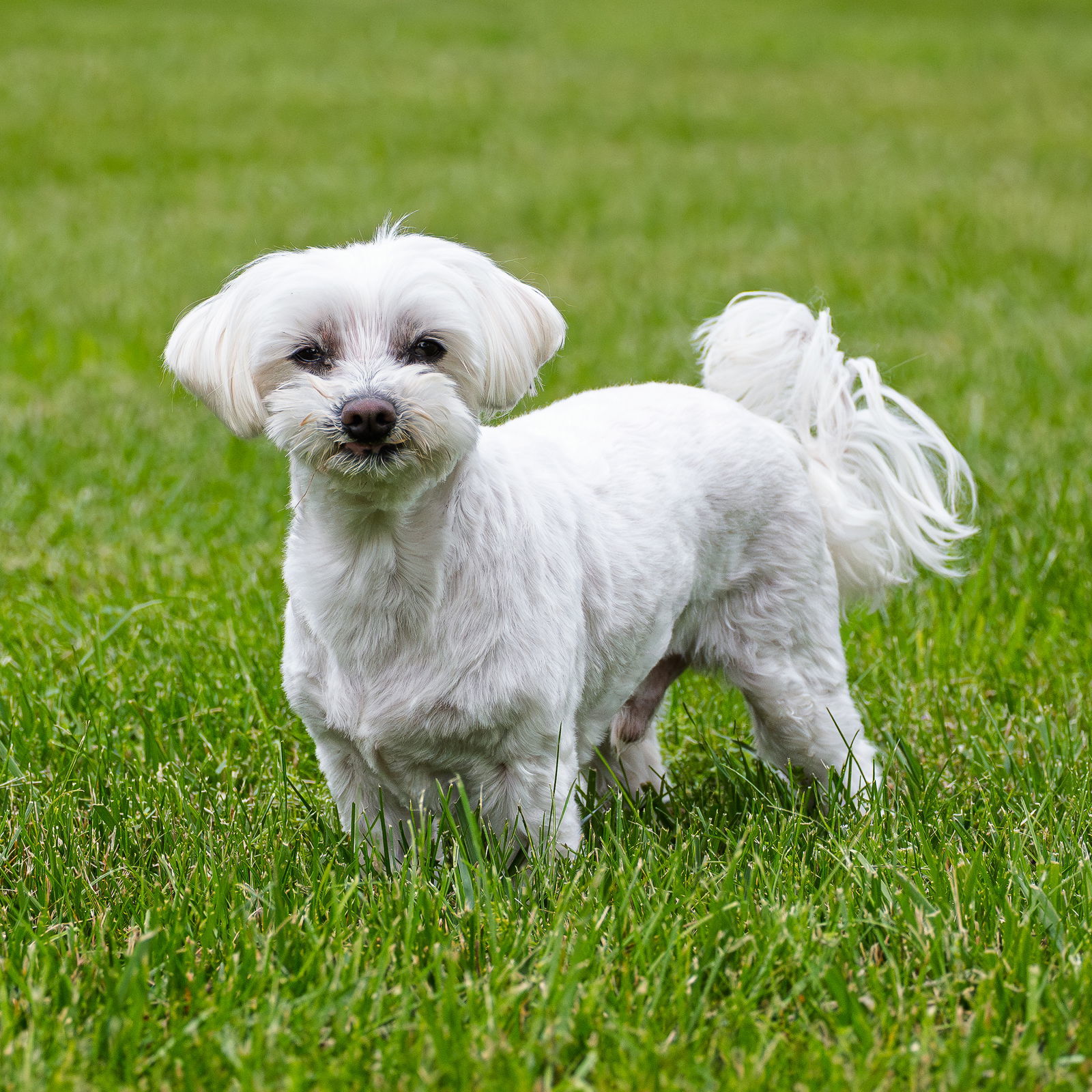 Charlie, an adoptable Maltese in Arlington, VA, 22204 | Photo Image 2