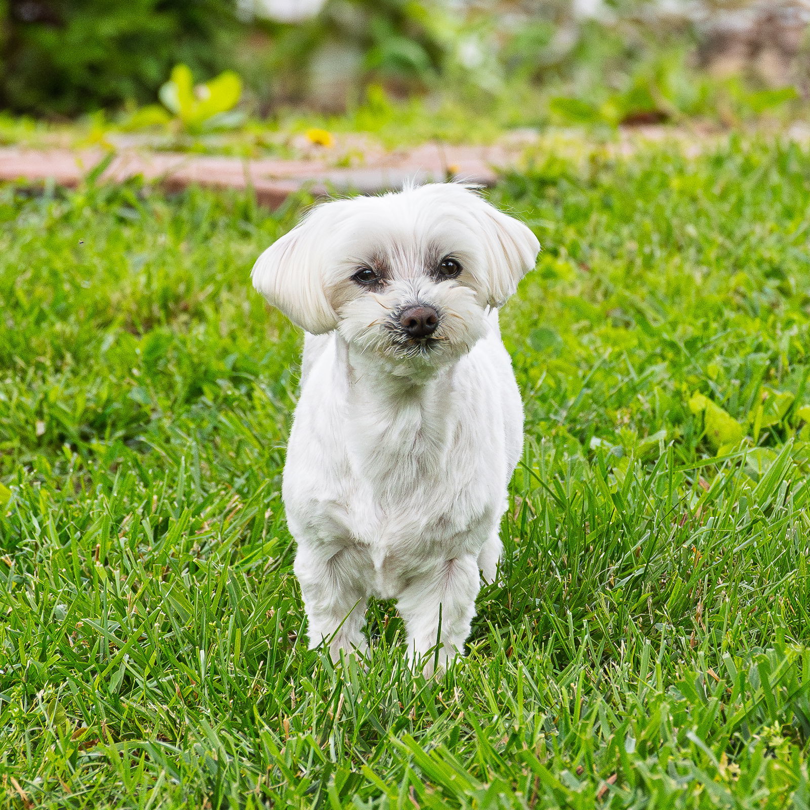 Charlie, an adoptable Maltese in Arlington, VA, 22204 | Photo Image 3