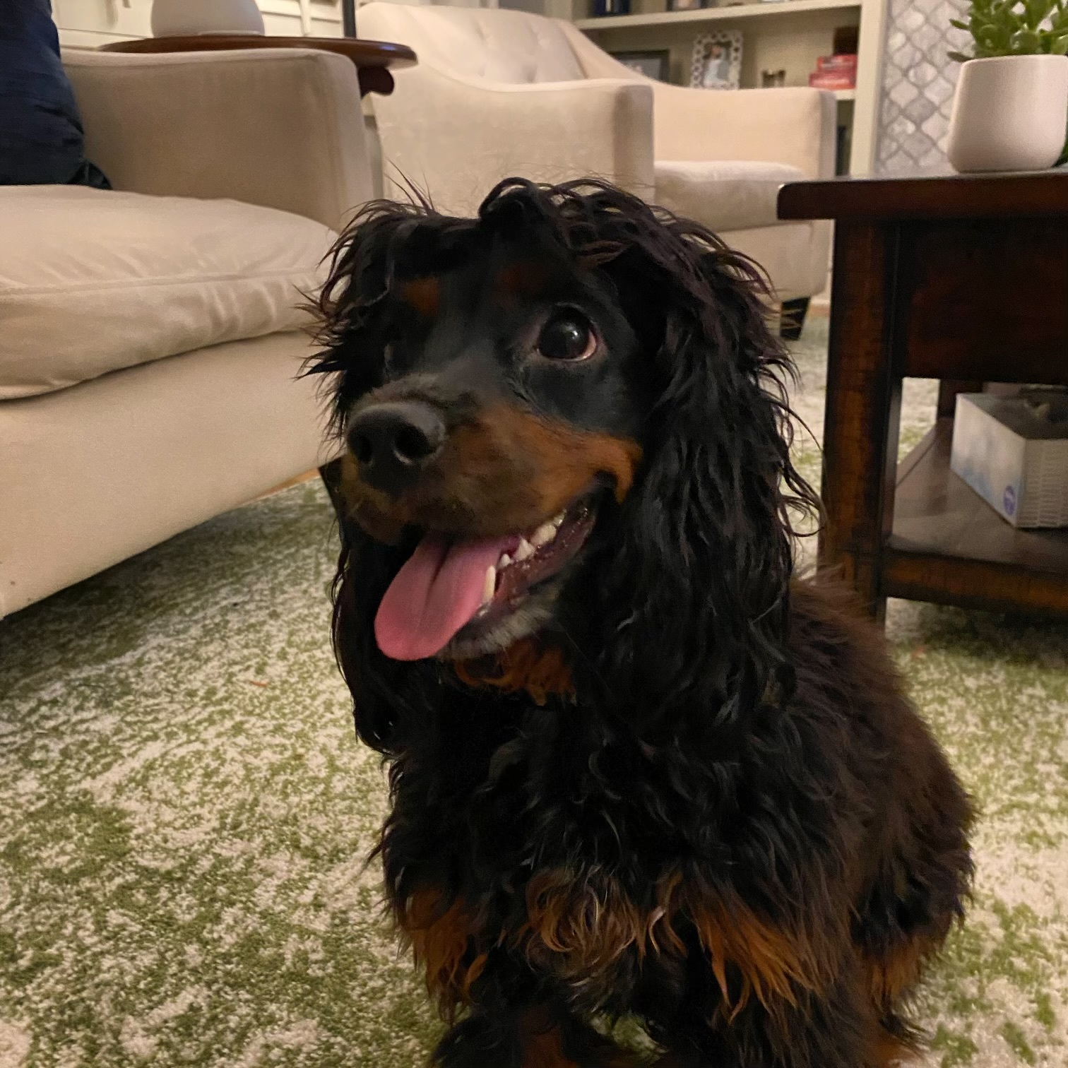 Klick C 24119, an adoptable Cockapoo in Parker, CO, 80134 | Photo Image 1