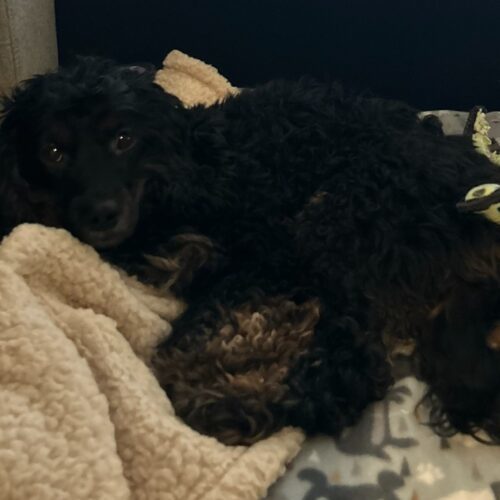 Klick C 24119, an adoptable Cockapoo in Parker, CO, 80134 | Photo Image 2