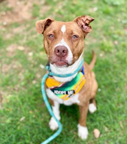 Mira, an adoptable Mixed Breed in Buchanan Dam, TX, 78609 | Photo Image 1