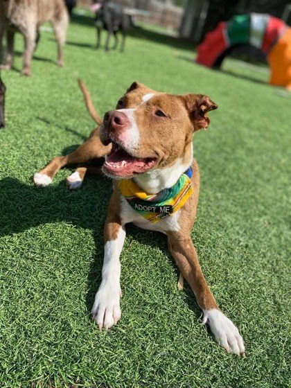 Mira, an adoptable Mixed Breed in Buchanan Dam, TX, 78609 | Photo Image 2