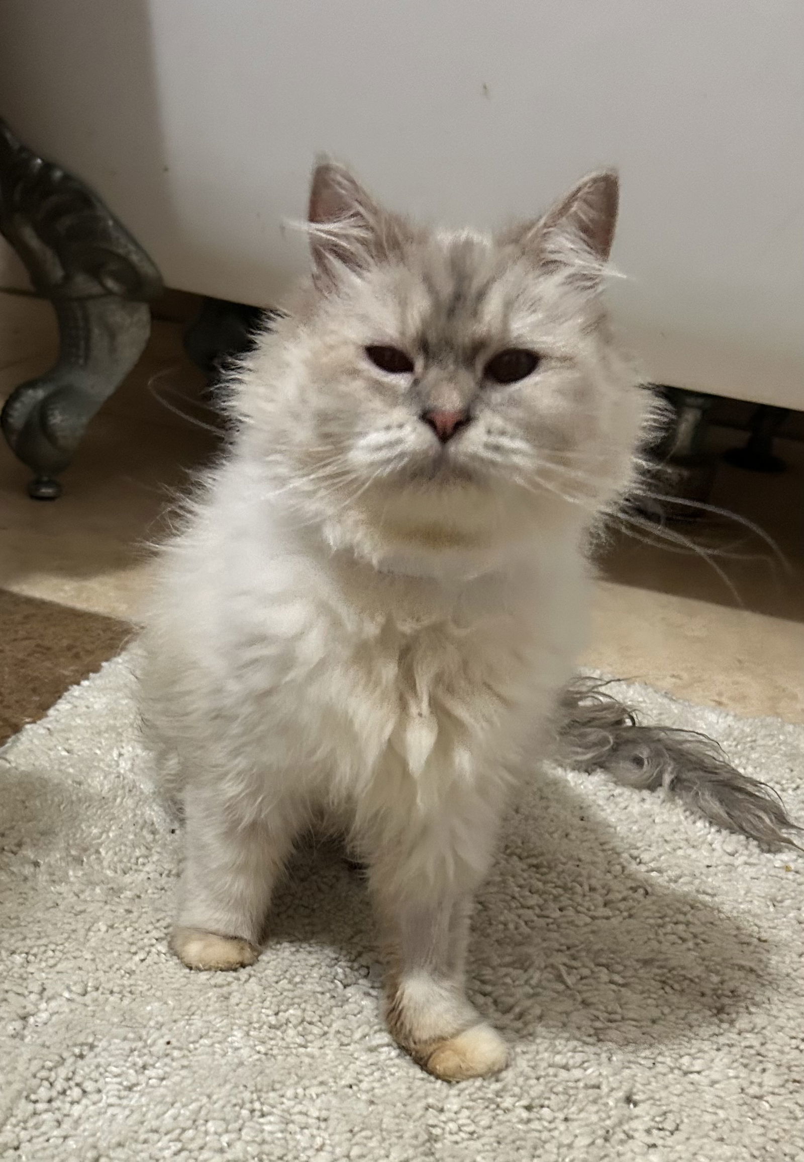 Pippa, an adoptable Ragdoll in Vallejo, CA, 94591 | Photo Image 2