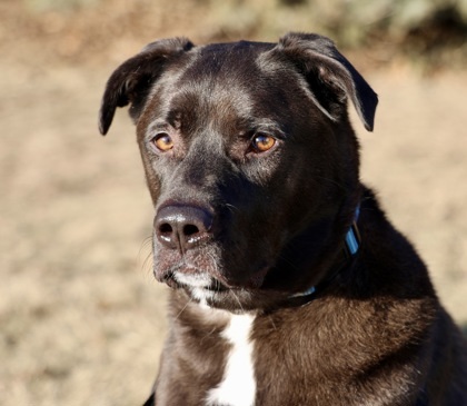Johnny, an adoptable Labrador Retriever, Boxer in Hastings, MN, 55033 | Photo Image 1