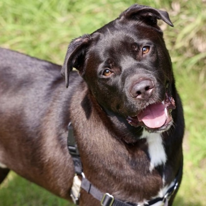 Johnny, an adoptable Labrador Retriever, Boxer in Hastings, MN, 55033 | Photo Image 2