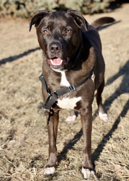 Johnny, an adoptable Labrador Retriever, Boxer in Hastings, MN, 55033 | Photo Image 3