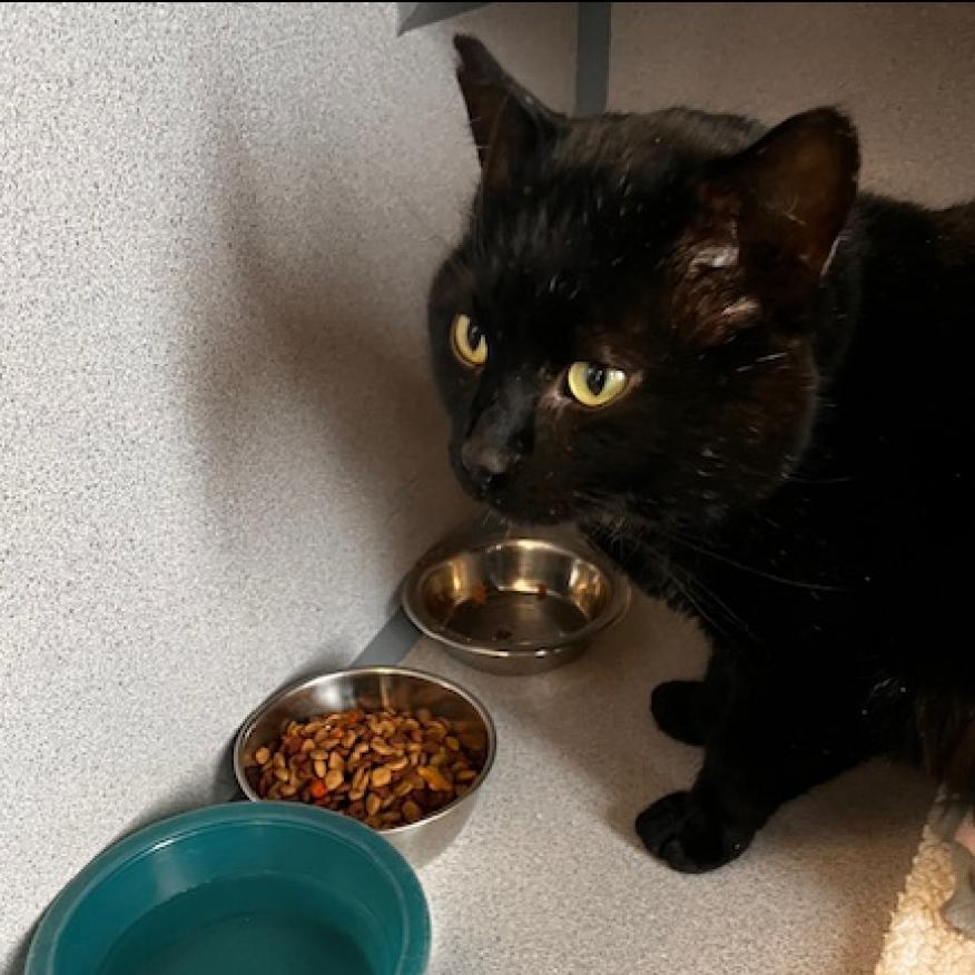 Jiggles, an adoptable Domestic Short Hair in North Battleford, SK, S9A 2M7 | Photo Image 1