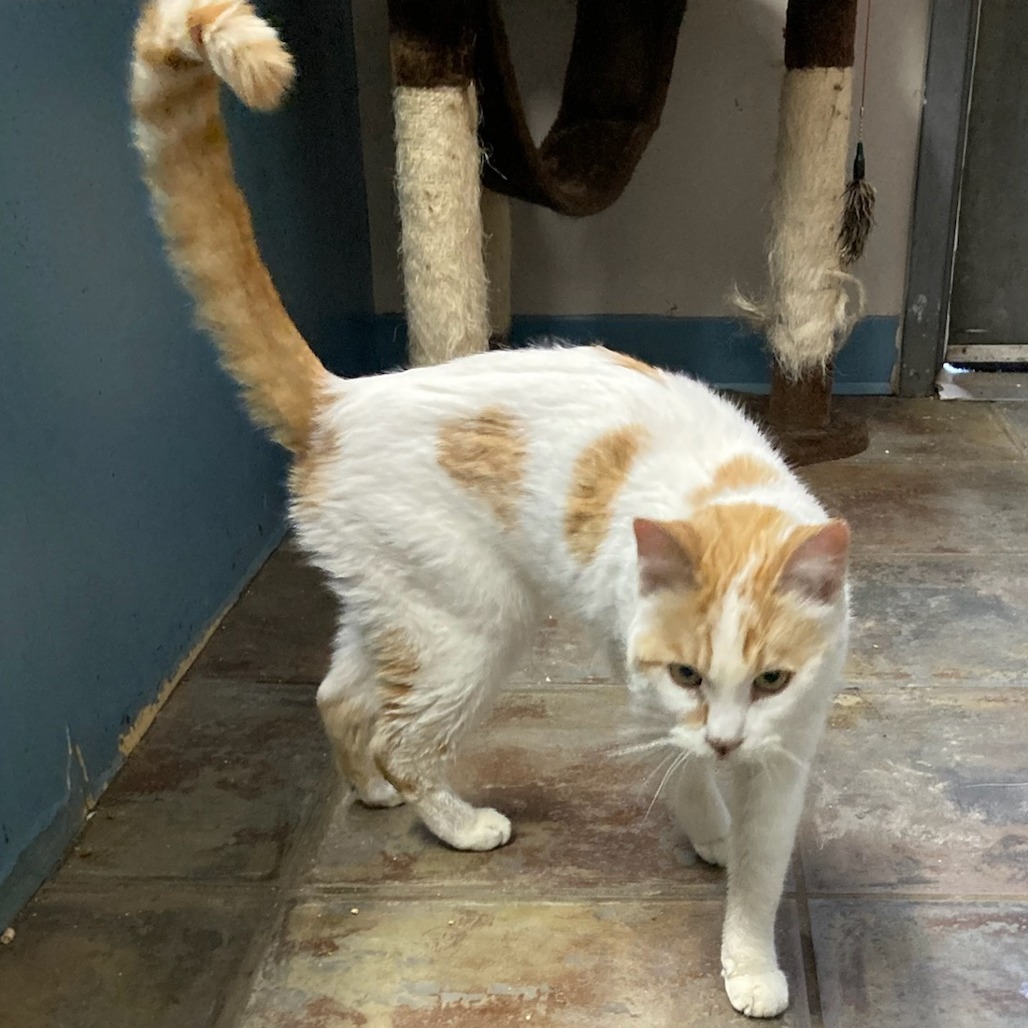 Dahlia, an adoptable Domestic Short Hair in North Battleford, SK, S9A 2M7 | Photo Image 1