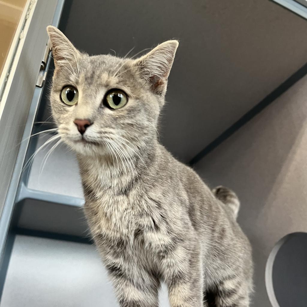 Sushi, an adoptable Domestic Short Hair in North Battleford, SK, S9A 2M7 | Photo Image 1