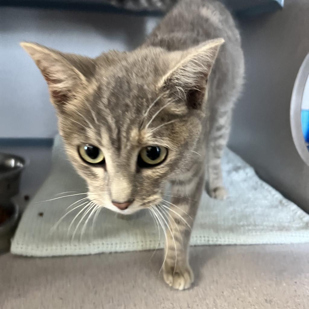 Sushi, an adoptable Domestic Short Hair in North Battleford, SK, S9A 2M7 | Photo Image 2