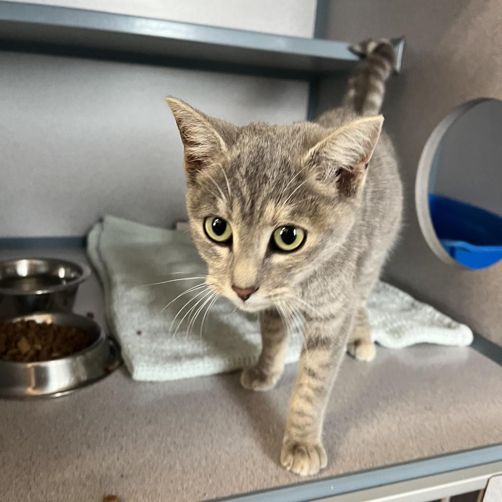 Sushi, an adoptable Domestic Short Hair in North Battleford, SK, S9A 2M7 | Photo Image 3