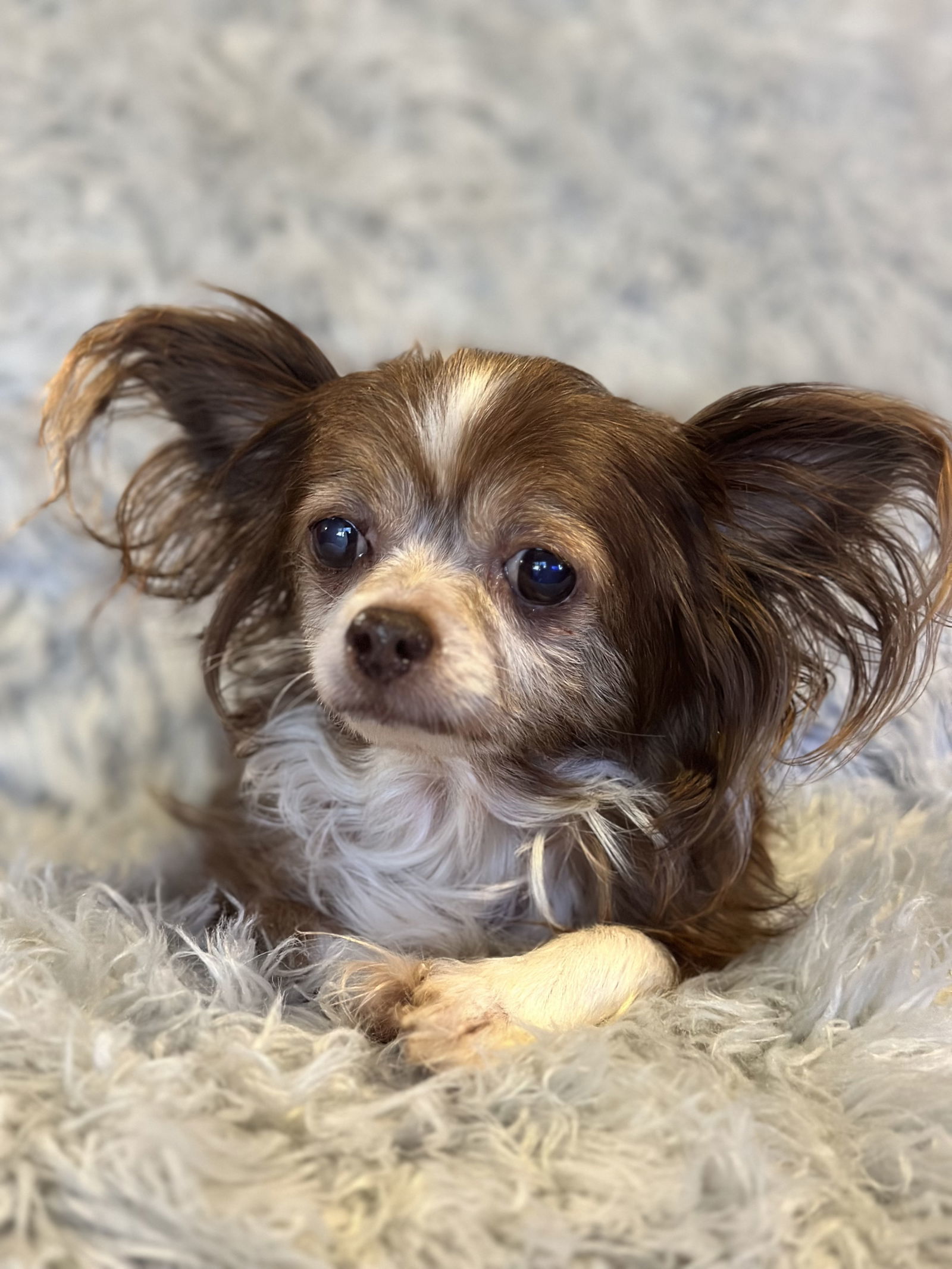 Oliver, an adoptable Papillon in Middlesex, NC, 27557 | Photo Image 1