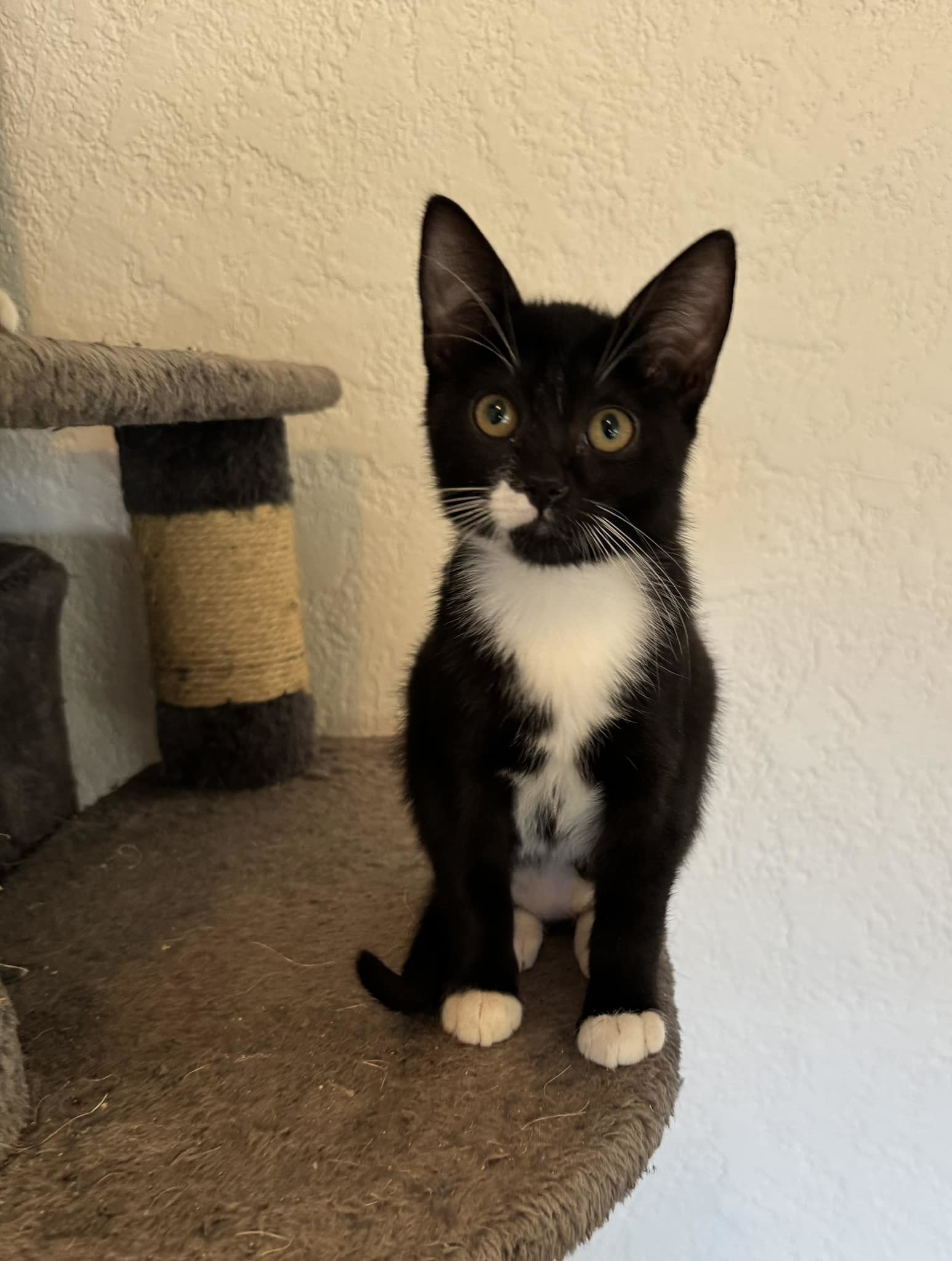 Cake, an adoptable Domestic Short Hair in Paradise, CA, 95967 | Photo Image 1