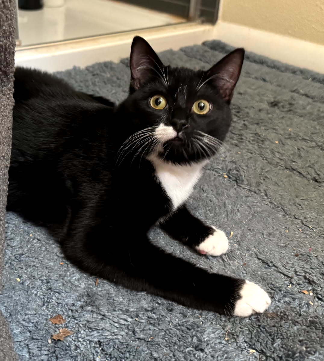 Cake, an adoptable Domestic Short Hair in Paradise, CA, 95967 | Photo Image 2