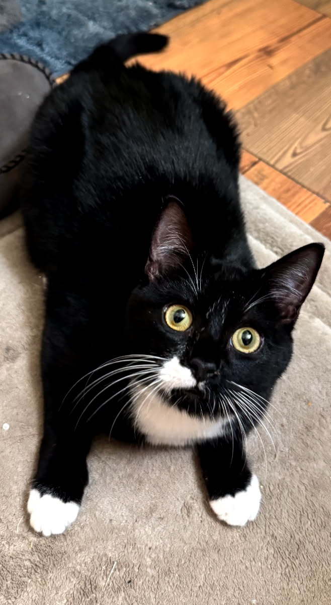 Cake, an adoptable Domestic Short Hair in Paradise, CA, 95967 | Photo Image 3