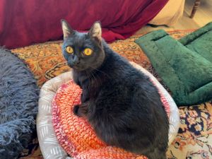 Nellie, Senior Female Domestic Short Hair