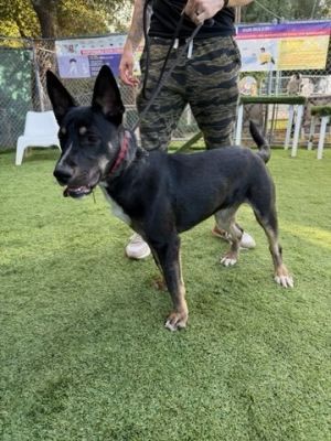 Omar, Adult Male German Shepherd Dog